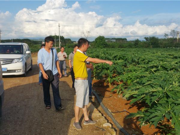 四川省涼山州會(huì)理縣江竹鄉(xiāng)政府人員參觀番木瓜創(chuàng)新基地