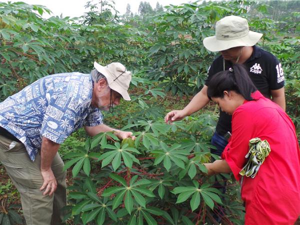 CIAT專家來訪學習木薯開花調(diào)控技術(shù)